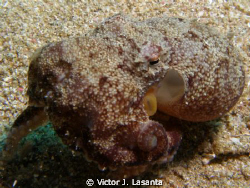 baby octopus at crash boat dive site in AGUADILLA , PUERT... by Victor J. Lasanta 